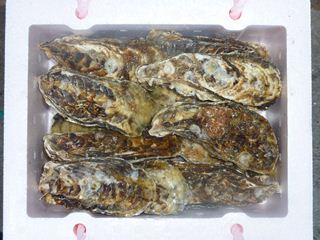 相生牡蠣　殻つき1ｋｇ（目安：12個前後）1人～2人
