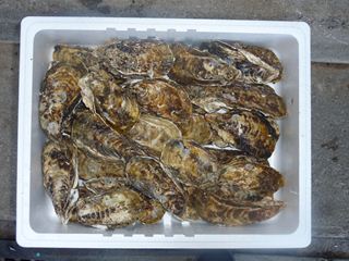 相生牡蠣　殻つき2ｋｇ（目安：24個前後）2人～3人