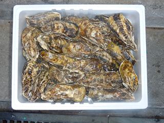 相生牡蠣　殻つき3kｇ（目安：36個前後）3人～4人
