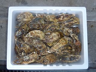 相生牡蠣　殻つき4kｇ（目安：48個前後）4人～5人