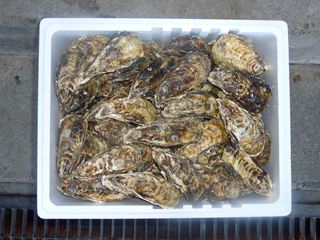 相生牡蠣　殻つき7ｋｇ（目安：84個前後）