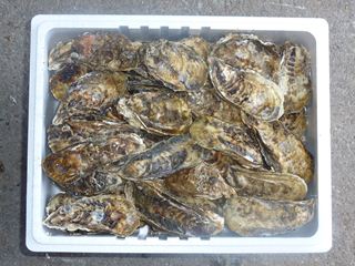 相生牡蠣　殻つき9ｋｇ（目安：108個前後）